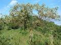 wolf apple